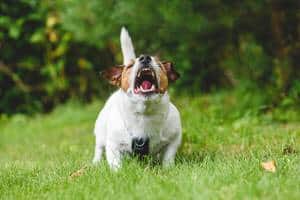 b2ap3_thumbnail_shutterstock_1736630570-1.jpg